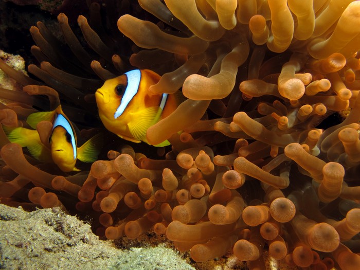 Two clownfish in anemone, underwater world