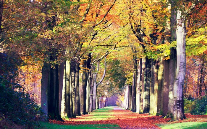 Autumn trees lining a path