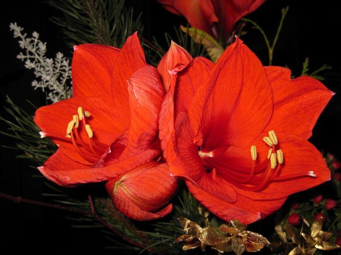 Close-up of Red Amaryllis Flowers with Pine Needles