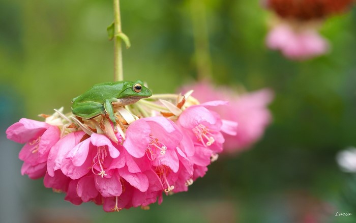 Green frog sitting on pink flowers