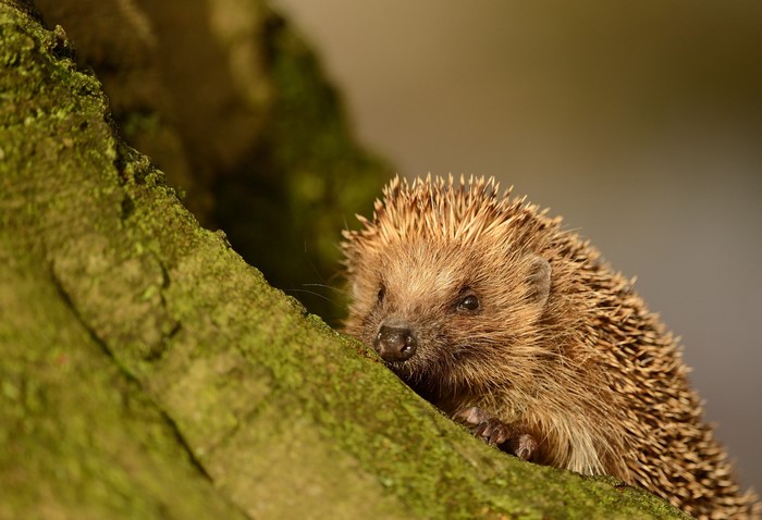 Hedgehog on a mossy tree branch