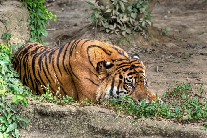 Tiger resting on a rock near plants