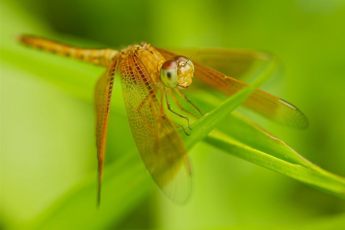 Close-up of a golden dragonfly on a green leaf