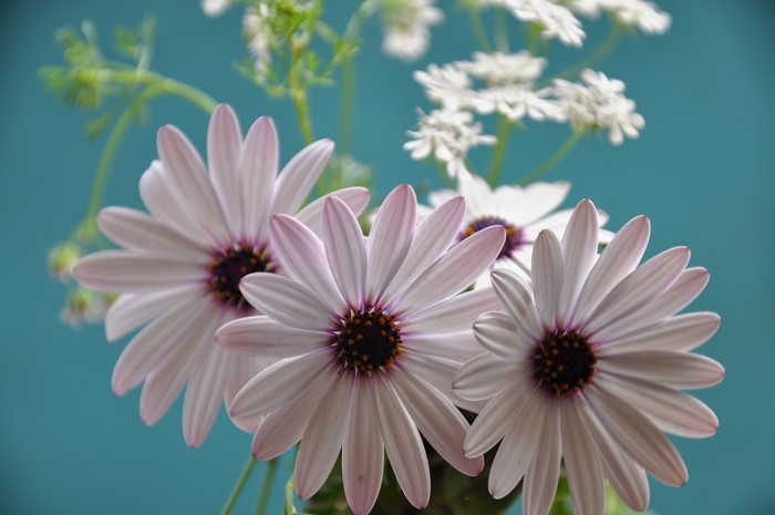 White and pink daisies with white flowers