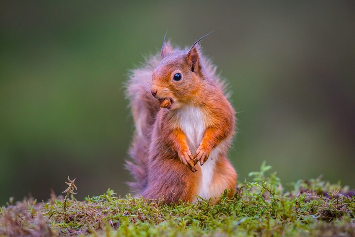 Red squirrel holding a nut in its mouth