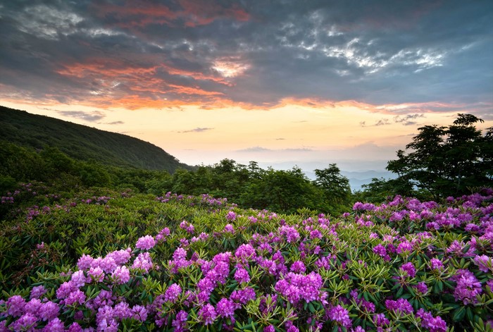 Rhododendrons in bloom at sunset in Shenandoah National Park, Virginia
