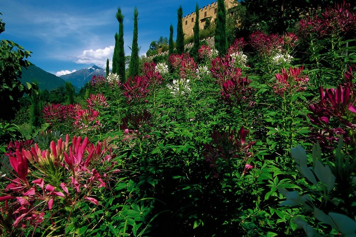Cleome flowers in Trauttmansdorff Castle Gardens, Merano, Italy