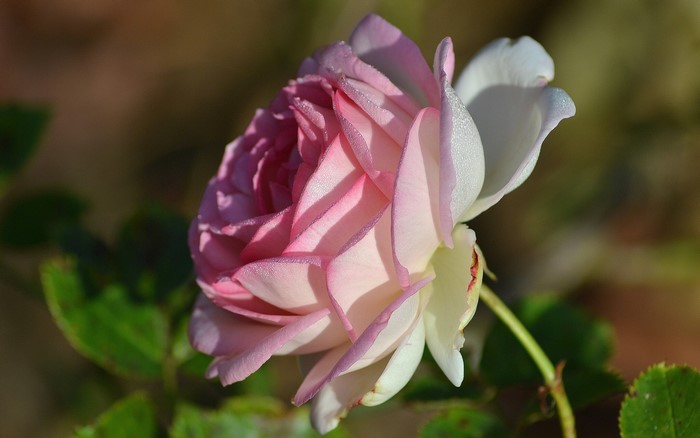 Pink and white rose with dew drops