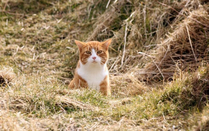 Orange and white cat sitting in dry grass