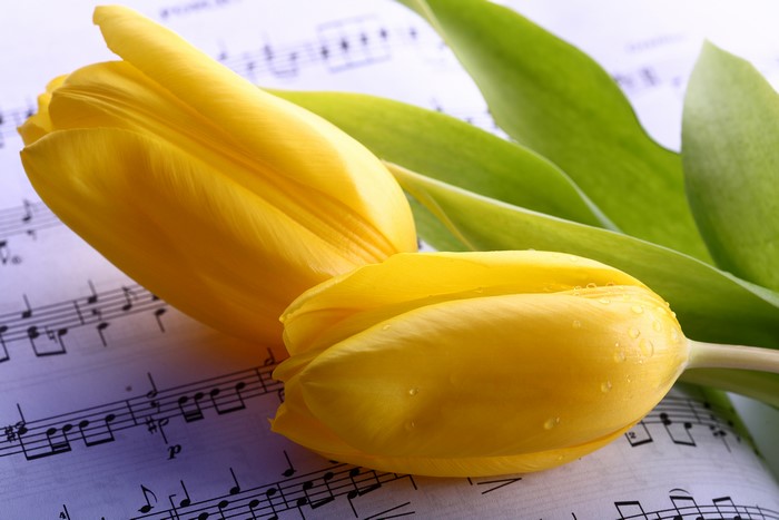 Two yellow tulips on sheet music