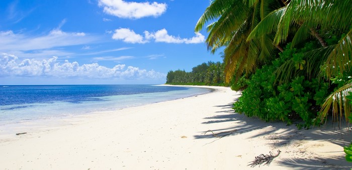Tropical beach with palm trees and blue ocean