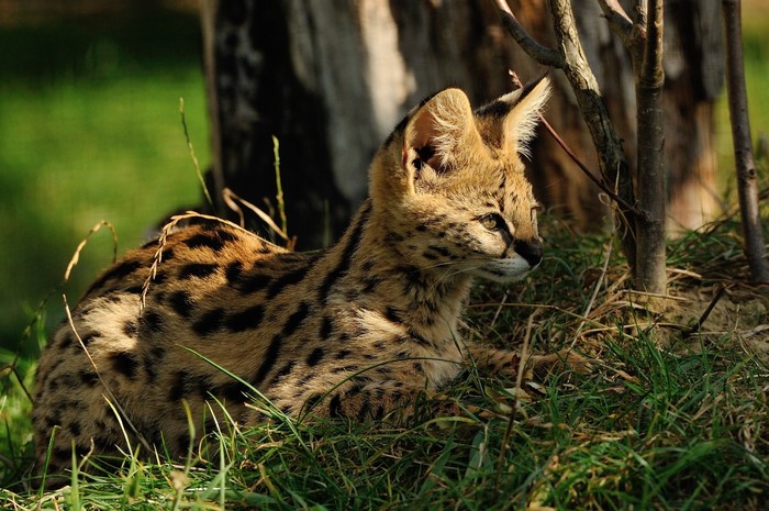 Serval kitten lying in grass near a tree