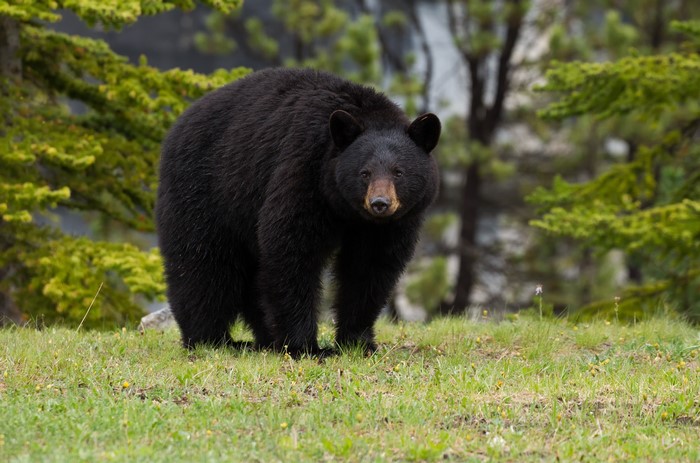 Black bear standing in a grassy field with trees
