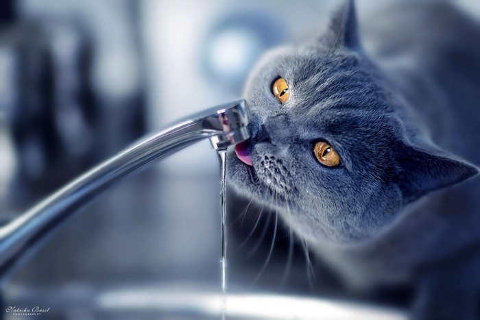 British Shorthair cat drinking water from a tap
