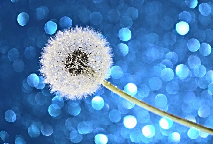 Dandelion with water droplets on blue bokeh background