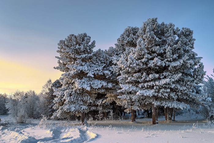 Snow-covered trees in a winter landscape at sunrise