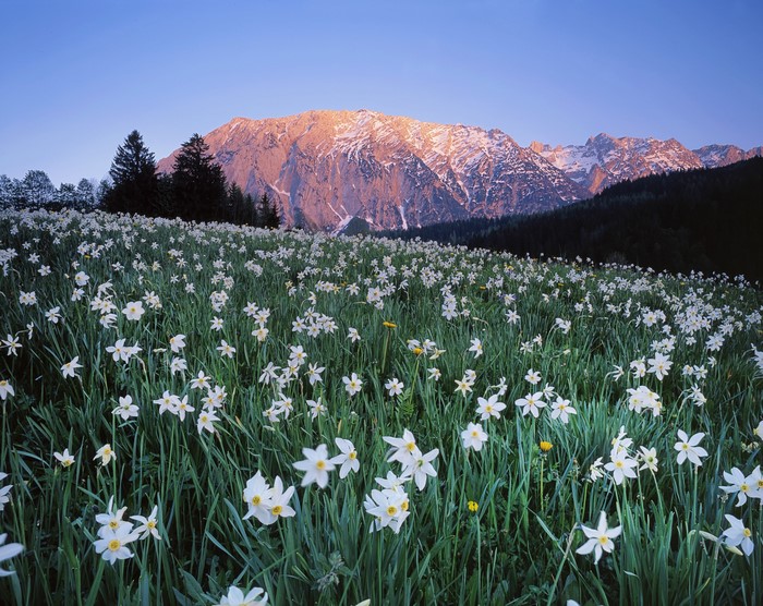 Field of Daffodils with Mountains in Austria