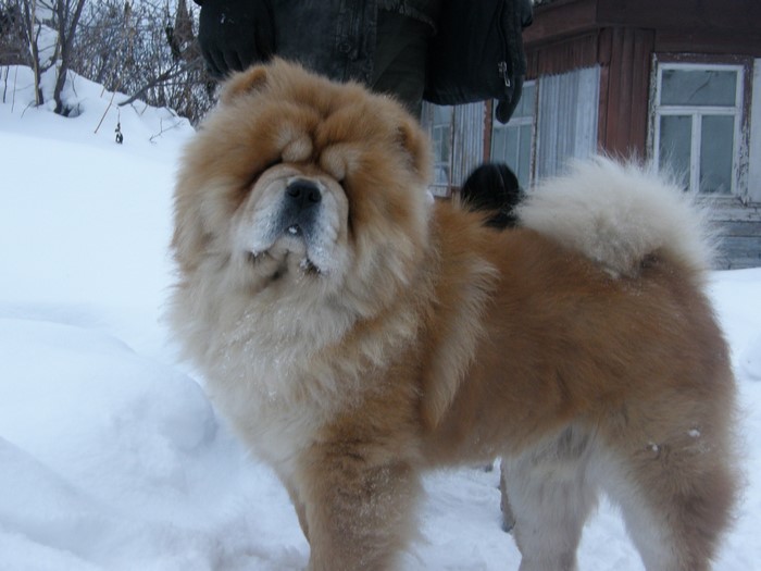 Chow Chow dog standing in the snow