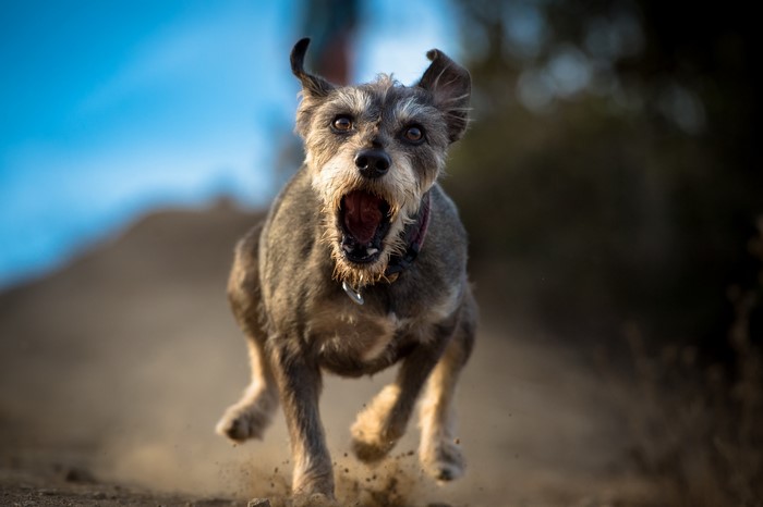Dog running and barking on a dirt path