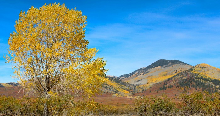 Autumn mountains with a golden tree