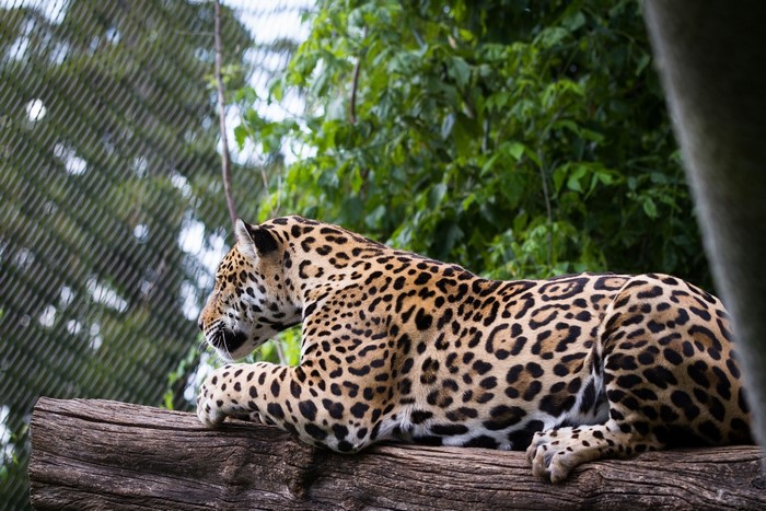 Jaguar resting on a log in a zoo enclosure