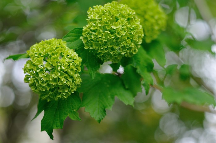 Green snowball viburnum flowers on a branch