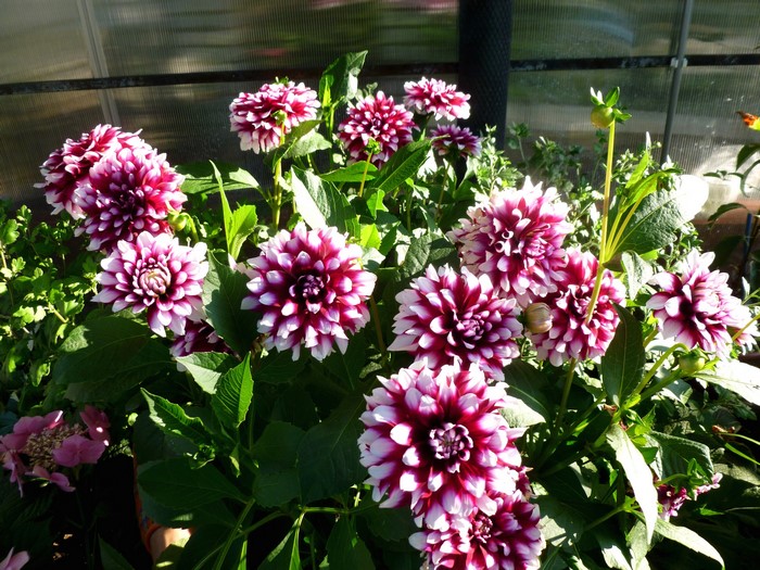 Close-up of burgundy and white dahlias in a garden