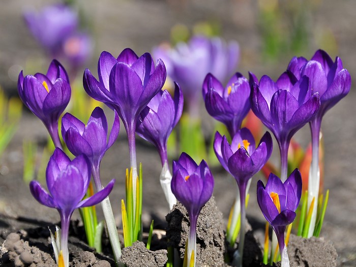 Purple crocuses blooming in the soil
