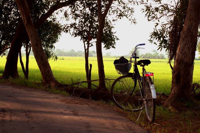 Bicycle parked by a rice field