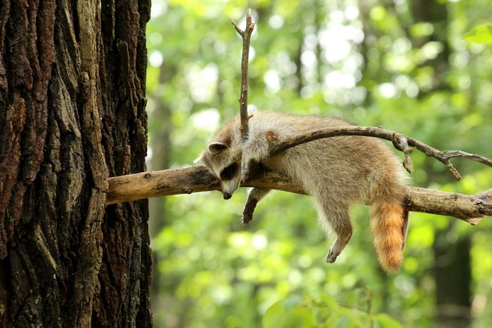 Raccoon sleeping on a tree branch