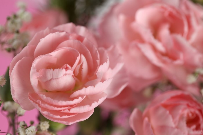 4K Pink Roses Closeup