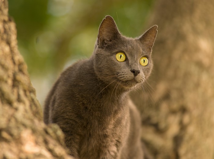 Gray cat with yellow eyes in a tree