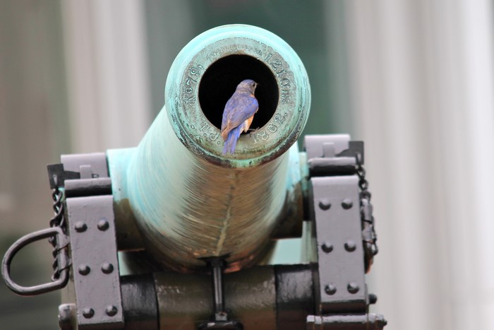 Bluebird perched inside a cannon barrel