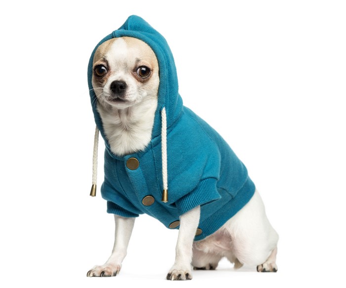 Chihuahua dog wearing a blue hoodie