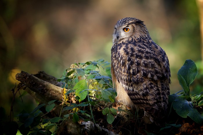 Eurasian Eagle Owl perched on a branch