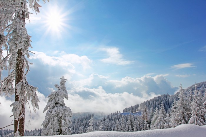 Winter forest with sun and clouds