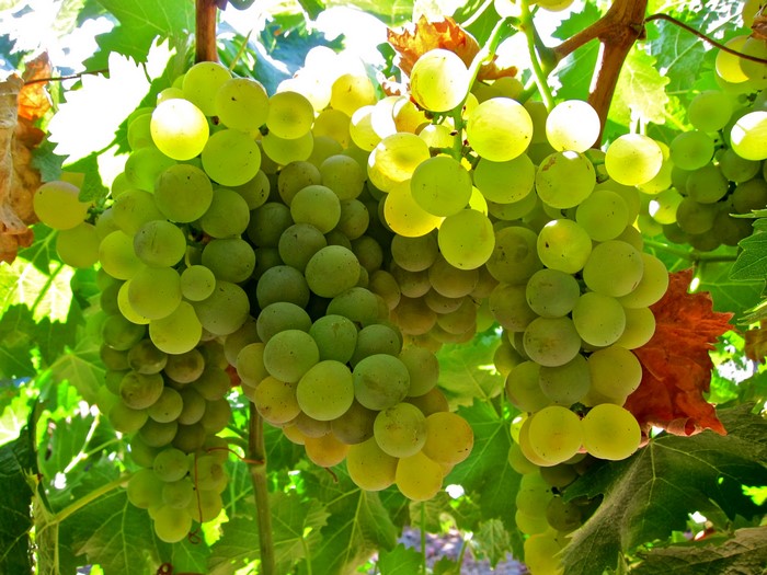 Green grapes on a vine