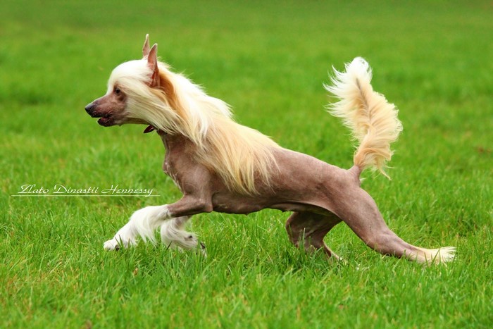 Chinese Crested dog running on grass