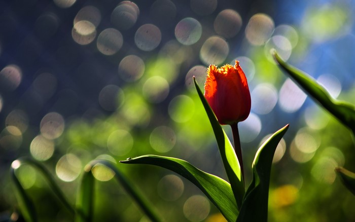 Red Tulip with Bokeh Background