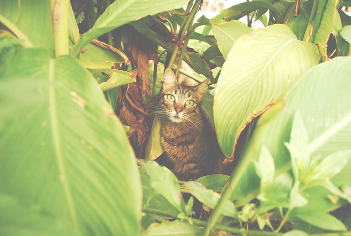 A tabby cat peeks out from behind large green leaves.