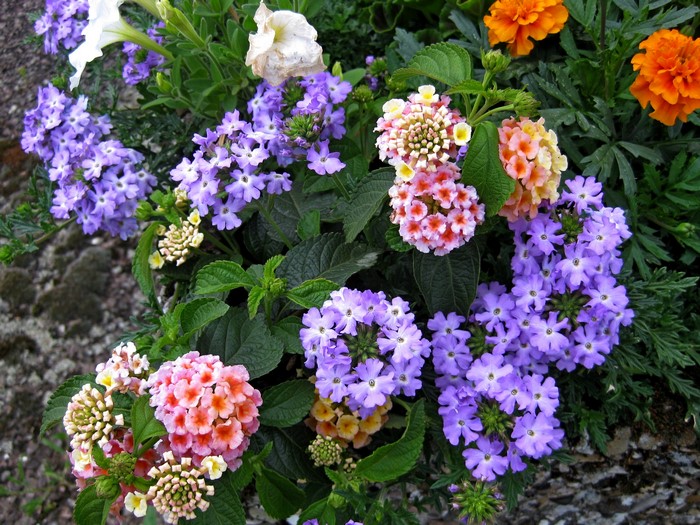 Colorful Verbena Flowers in Bloom