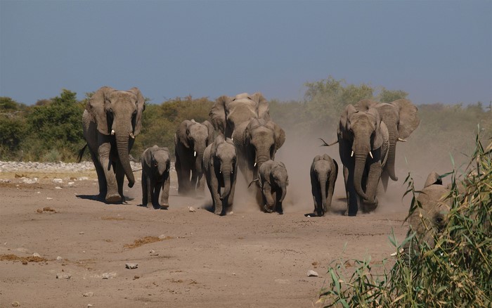A herd of elephants running through a dusty plain
