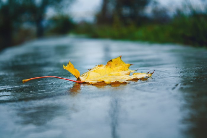 Yellow autumn leaf on wet surface
