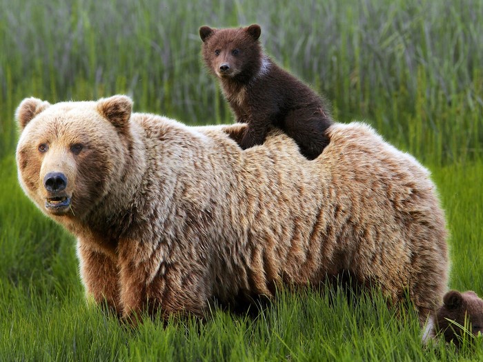 Mother Bear with Cubs in Green Grass