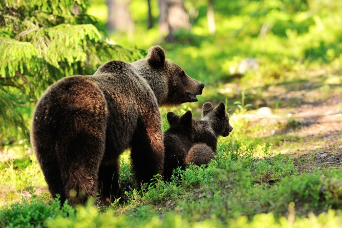 Brown Bears and Cubs in a Forest