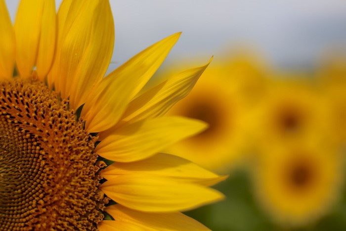 Close-up of a Sunflower in a Field