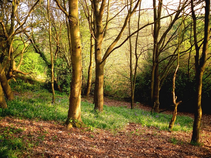 Sunlight filtering through trees in a forest with bluebells