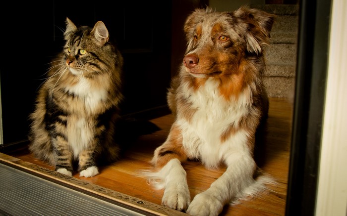 Cat and Australian Shepherd dog looking away