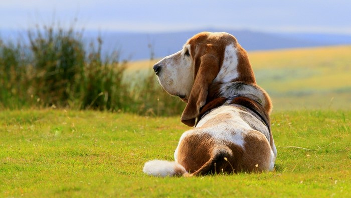 Basset Hound sitting on grass
