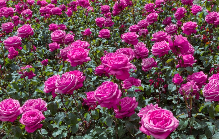 4K Image of Vibrant Pink Roses in Bloom